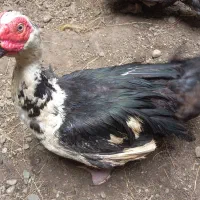 اردک اسرائیلی نریکساله۲/۵۰۰/۰۰۰تومان