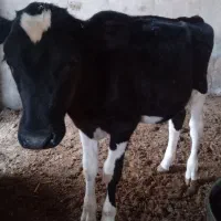 گوساله
