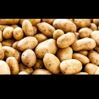 سیب زمینی کارلیا 402 7تن