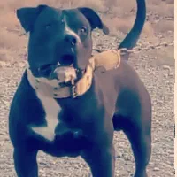 جنسیت نر ۱۲ ماهه نگهبان سفت سفت