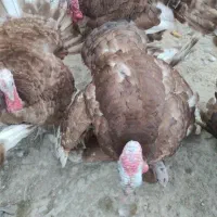 پرورش بوقلمون و جوجه بوقلمون و بوقلمون گوشتی|حیوانات مزرعه|تهران, آزادشهر|دیوار