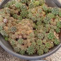 خزانه کاکتوس ژمینو|گل و گیاه طبیعی|تهران, ائمه اطهار|دیوار