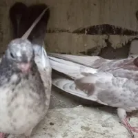 یک جفت جوجه کبوترسرور|پرنده|تهران, شهرک ابوذر|دیوار