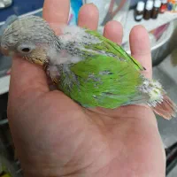 گرینچیگ|پرنده|بیرجند, |دیوار