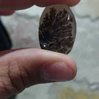 شجر تک تک