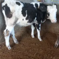 ۷راس گوسا له های سیمینتال نر وماده|حیوانات مزرعه|فرمهین, |دیوار