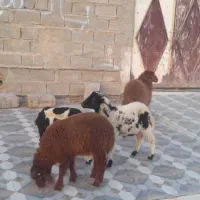 چهار عدد بره در شادگان|حیوانات مزرعه|اهواز, امانیه|دیوار