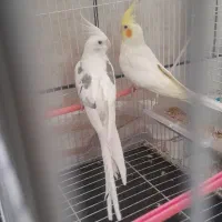 مرغ عروس|پرنده|کاشان, الغدیر|دیوار