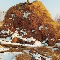 فروش یونجه  در روستای بهلول کندی