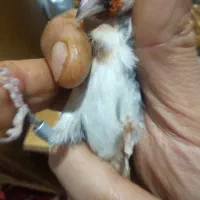 سهره، نر، معاوضه