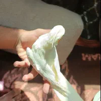 عروس هلندی