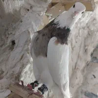 ۳ عدد رنگه