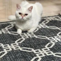 واگذاری 2 عدد گربه