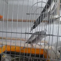 عروس هلندی|پرنده|قم, حاج خلیل|دیوار