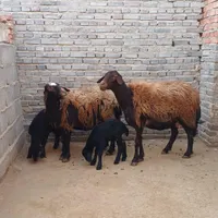 گوسفند بره دار جوان|حیوانات مزرعه|تبریز, |دیوار