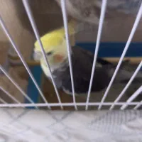 عروس هلندی  دستی اهی وسخنگو چهار عدد هرستا اهلی ه|پرنده|بوکان, |دیوار