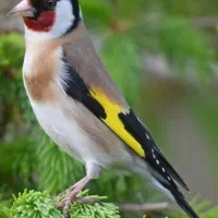 سهره خاکی قناری مفت دهن زن بچه مچه زنگ نزن