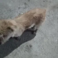 سگ ماده|سگ|آبادان, |دیوار