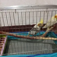 دوععدجفت عروس پاریس