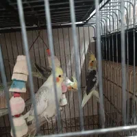 پرنده عروس هلندی طوطی مرغ عشق|پرنده|مشکیندشت, |دیوار