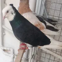 ۱۵تا کفتر پرشی خال کفتر یجایی دونه ۱۵۰