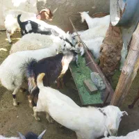 کهره،بره                               شهرک توحید|حیوانات مزرعه|بندرعباس, |دیوار