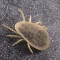 سمپاشی حشرات ساس سوسک موریانه کنه سم پاشی ضمانتی|خدمات نظافت|مشهد, طلاب|دیوار