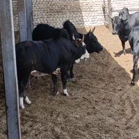 گوساله گیلک چاق