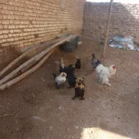 مرغ و خروس|حیوانات مزرعه|مرودشت, نقش رستم|دیوار