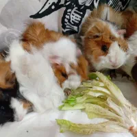 خوکچه هندی فشن|موش و خرگوش|شهرکرد, |دیوار