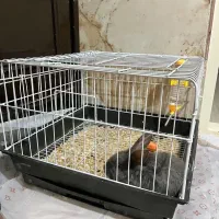 خرگوش فروشی