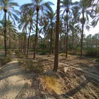 تعداد۸۰اصل نخل|گل و گیاه طبیعی|وحدتیه, |دیوار