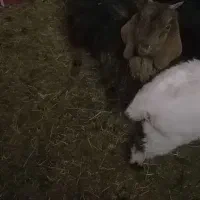 بزغاله ماده|حیوانات مزرعه|چناران, |دیوار