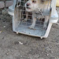 واگذاری سگ خانگی|سگ|زاهدان, |دیوار