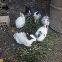 فروش خرگوش واکسن خورده وصالم
