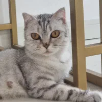گربه خانگی  و اصیل|گربه|تهران, تهرانپارس شرقی|دیوار