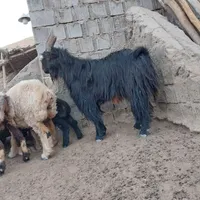 دبور ترکی جوان روزگاری