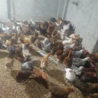 مرغ تخم گذار محلی|حیوانات مزرعه|خوشاب, |دیوار