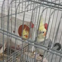 جفت عروس هلندی|پرنده|سرداران, |دیوار