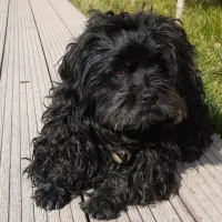 ۲عدد(سگ پاکوتاه)