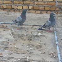 دوتا کبوتر پلاکی ماده