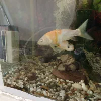 ماهی کوی|ماهی|اصفهان, کردآباد|دیوار