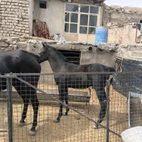 کره اسب