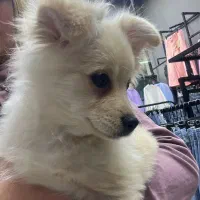 سگ  پامر اشپیدز با ادب دست میده جای دست شویی بلده