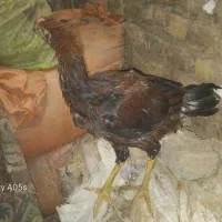 جوجه لاری