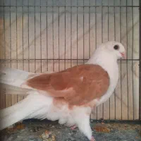 کبوتر دوکت نوک قناری|پرنده|اصفهان, بهارستان|دیوار