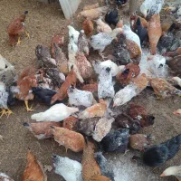 مرغ و خروس نیمچه