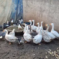 غازقو و  اردک اسرائیلی