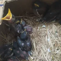 جوجه مینا گوشتی تا دونخور جوجه سهره خاکی دونخور