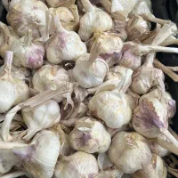سیر
